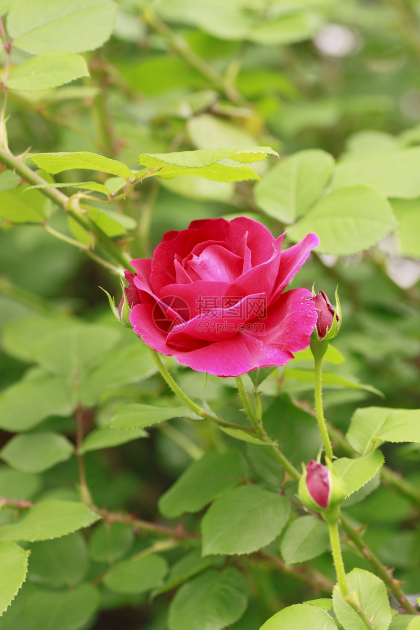 在花园中美丽的玫瑰绿色树叶花粉植物红色园艺图片