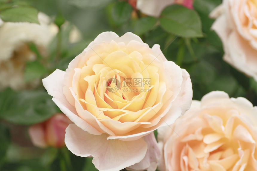 在花园中美丽的玫瑰树叶园艺绿色花粉植物图片