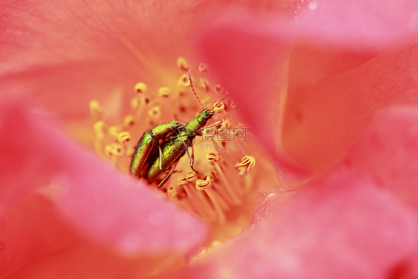 在花园中美丽的玫瑰园艺公主红色植物树叶花粉绿色粉色黄色图片