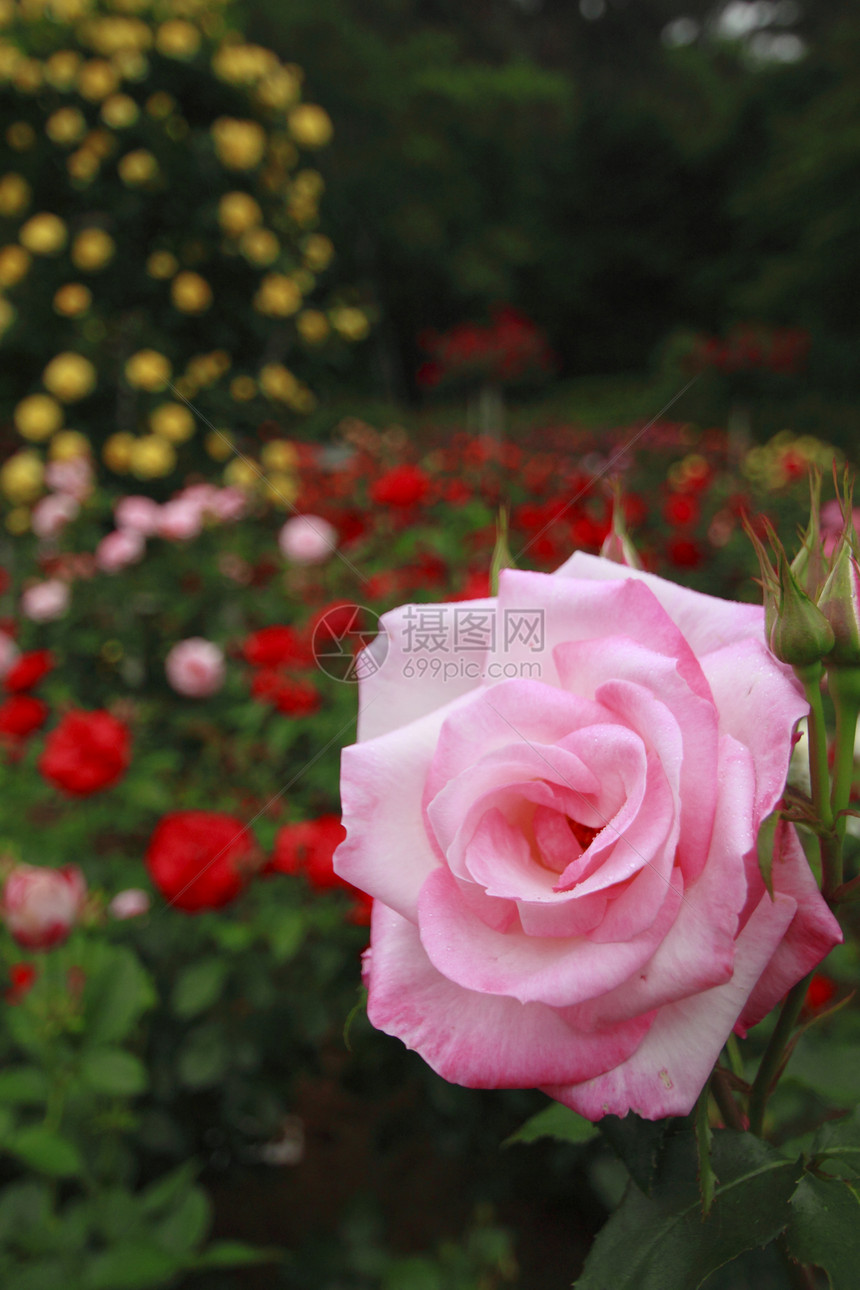 在花园中美丽的玫瑰植物红色园艺花粉绿色树叶图片