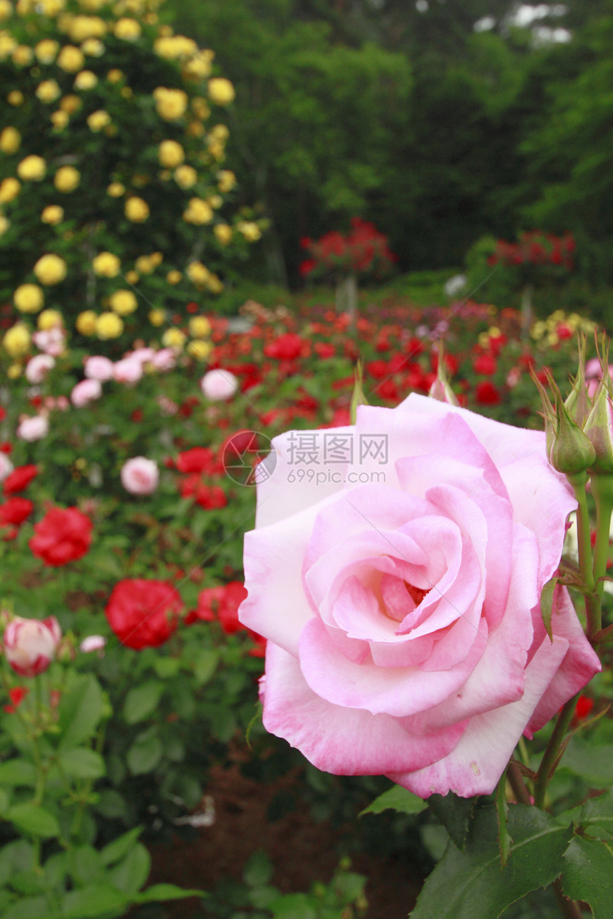 在花园中美丽的玫瑰花粉植物树叶园艺绿色红色图片