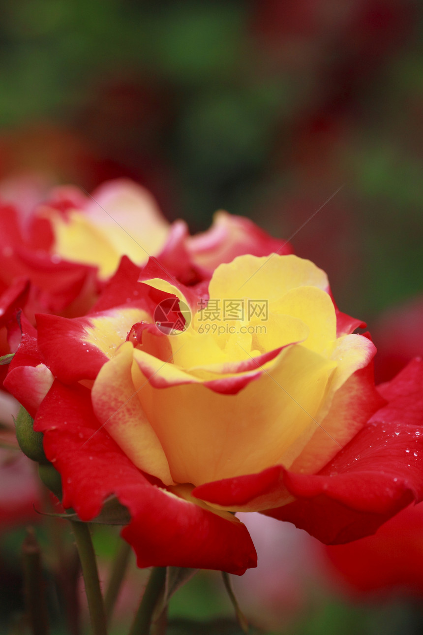 在花园中美丽的玫瑰绿色园艺植物树叶红色黄色花粉图片