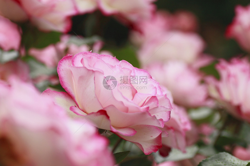 在花园中美丽的玫瑰白色花粉粉色红色植物绿色园艺树叶图片