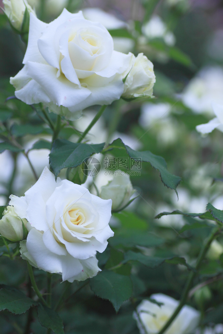 在花园中美丽的玫瑰花粉绿色白色园艺树叶植物图片