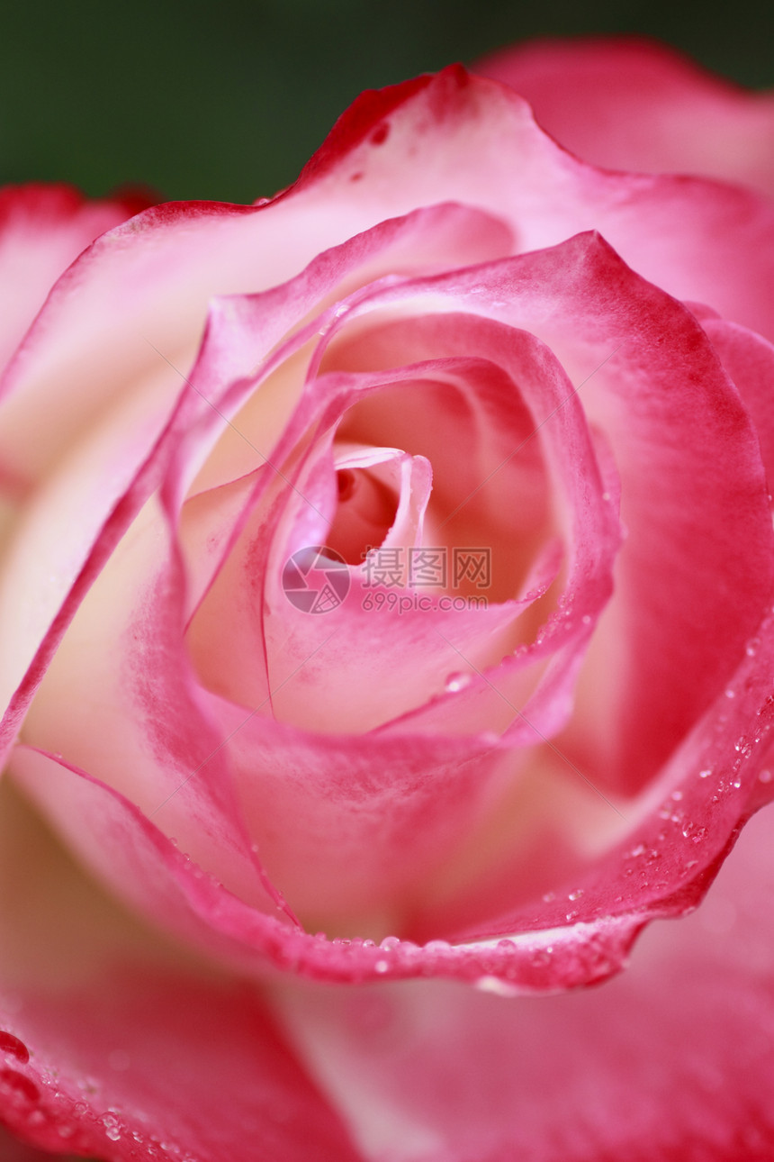 在花园中美丽的玫瑰亲王绿色植物粉色园艺白色树叶花粉红色图片