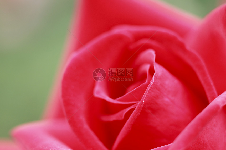在花园中美丽的玫瑰园艺红色花粉树叶绿色植物图片