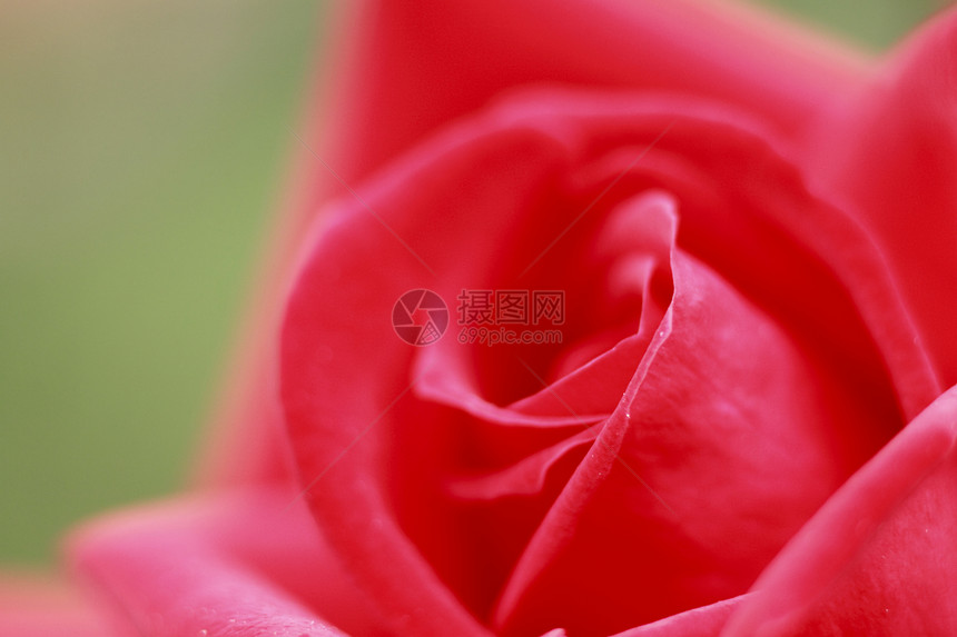 在花园中美丽的玫瑰园艺红色花粉绿色树叶植物图片
