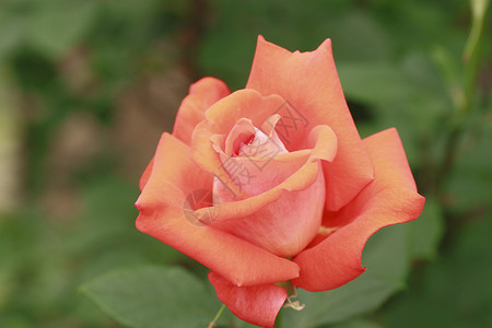 在花园中美丽的玫瑰红色树叶园艺花粉绿色植物背景图片