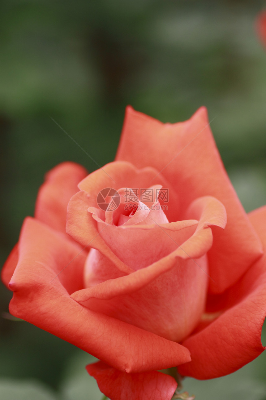 在花园中美丽的玫瑰绿色园艺花粉树叶红色植物图片