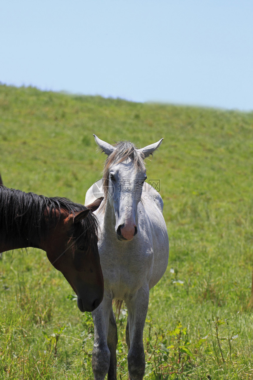 马和马良种野生动物植被哺乳动物板栗牧场天空棕色蓝色场地图片