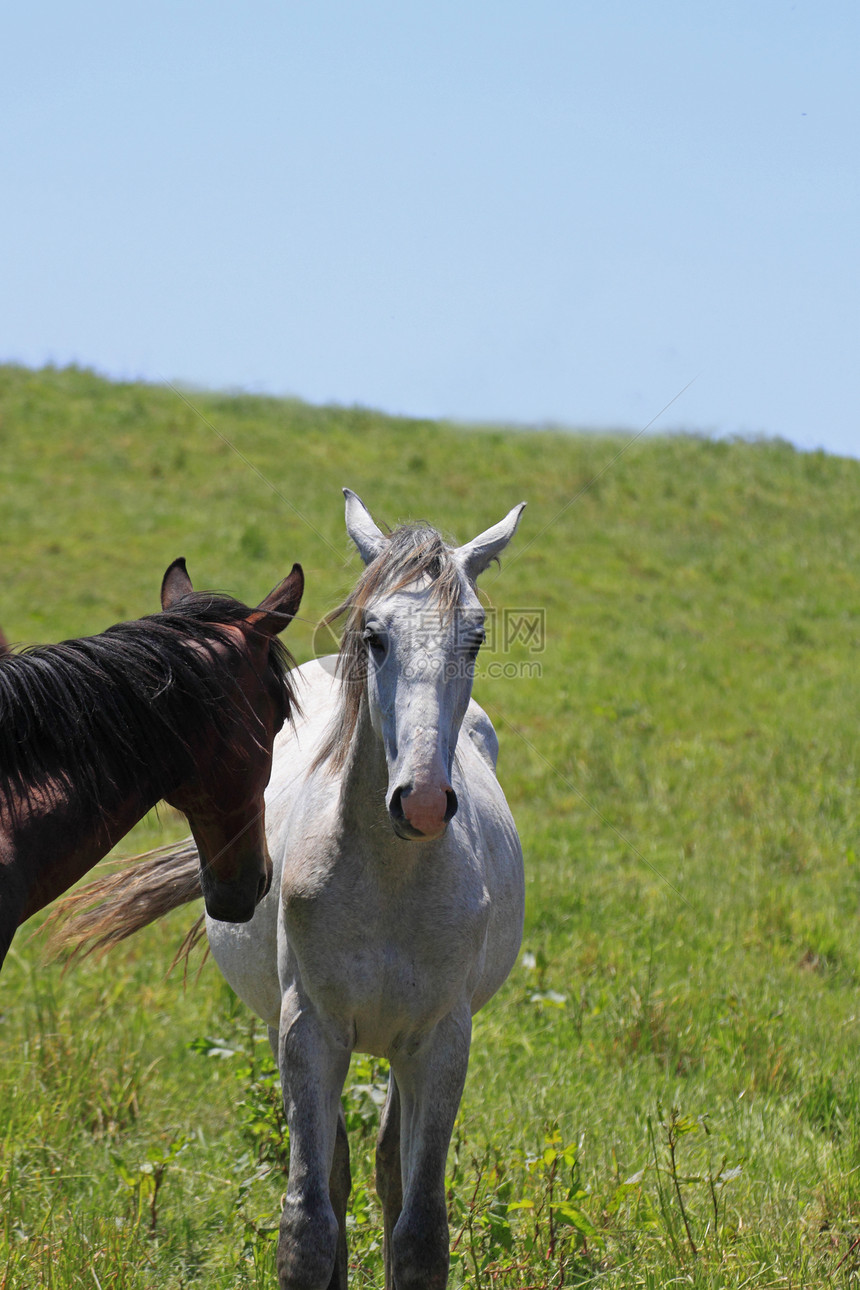 马和马训练野生动物天空牧场场地良种绿色植物哺乳动物农场板栗图片