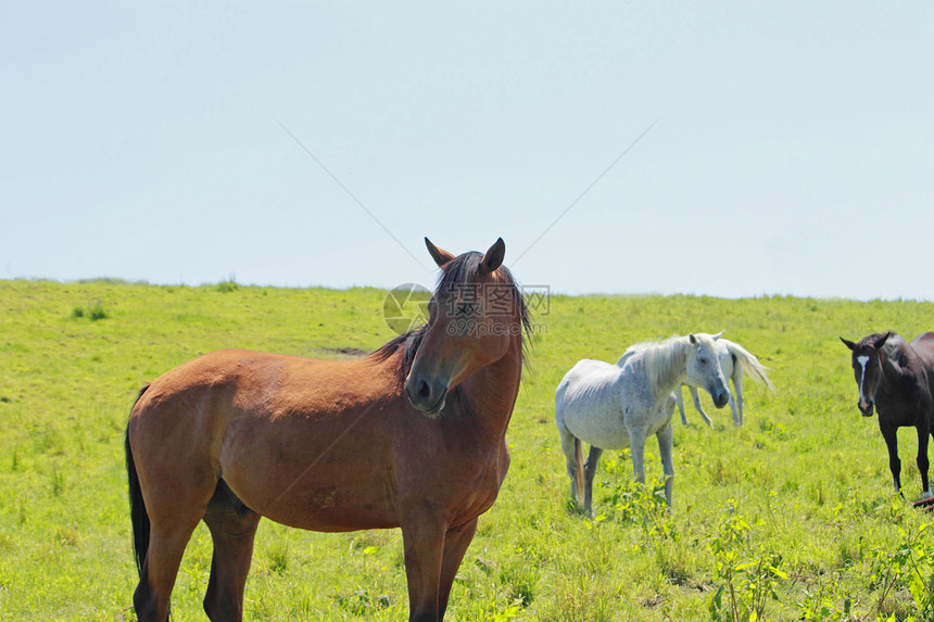 马和马牧场场地蓝色野兽野生动物农场哺乳动物植物群绿色植物天空图片