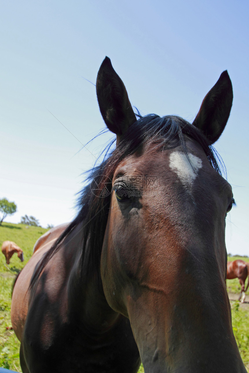马和马场地黑色绿色植物良种牧场农场赛马植被棕色板栗图片