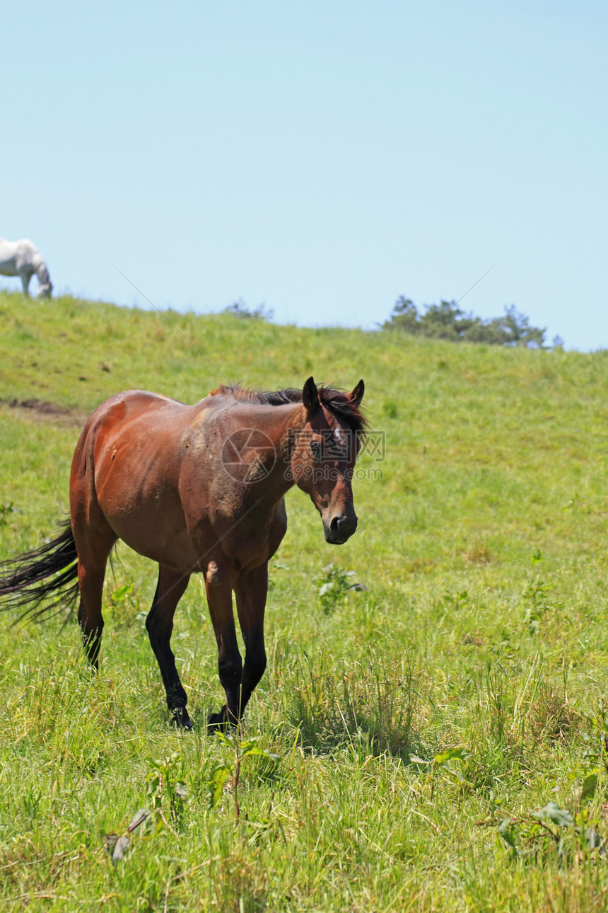 马和马训练哺乳动物板栗野生动物植物群蓝色植被绿色良种野兽图片