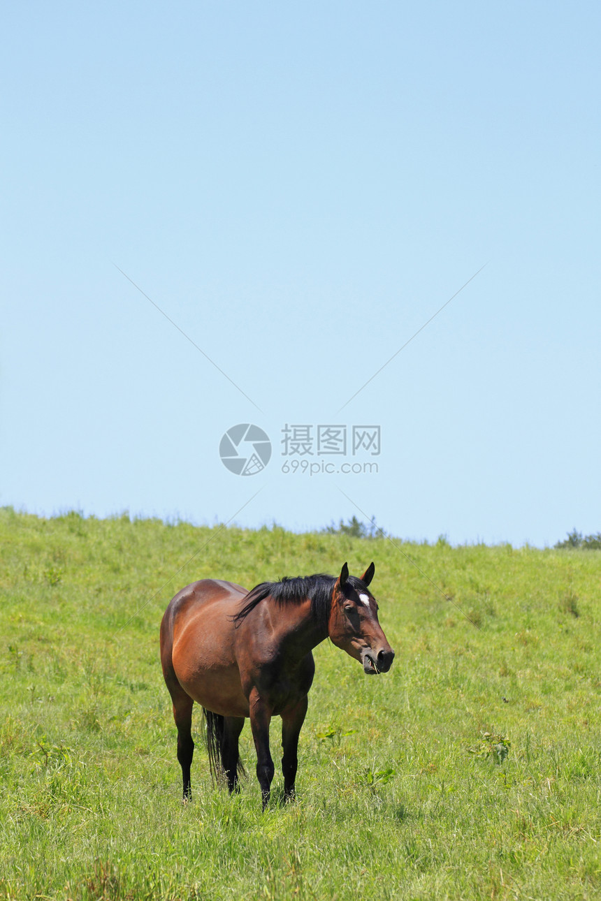 马和马动物群绿色植物趣味牧场哺乳动物赛马棕色板栗天空植被图片