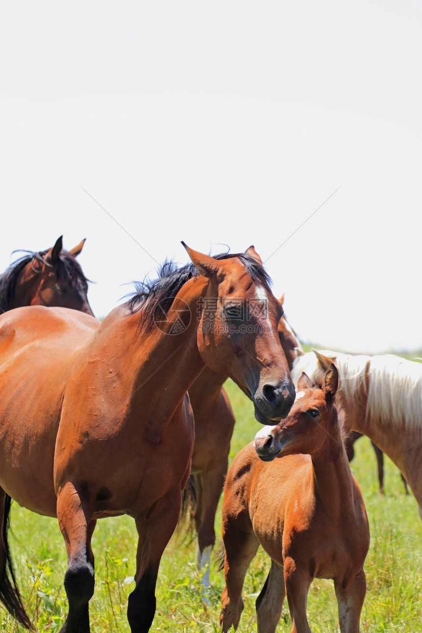 马和马良种牧场动物群板栗黑色绿色植物哺乳动物蓝色天空植被图片