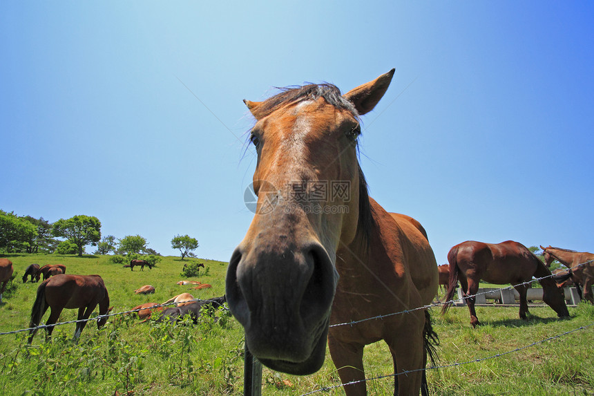 马和马植物群黑色天空野生动物趣味农场动物群野兽蓝色场地图片