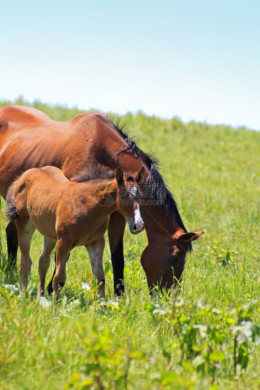 马和马绿色植物植被农场棕色哺乳动物良种天空绿色黑色蓝色图片