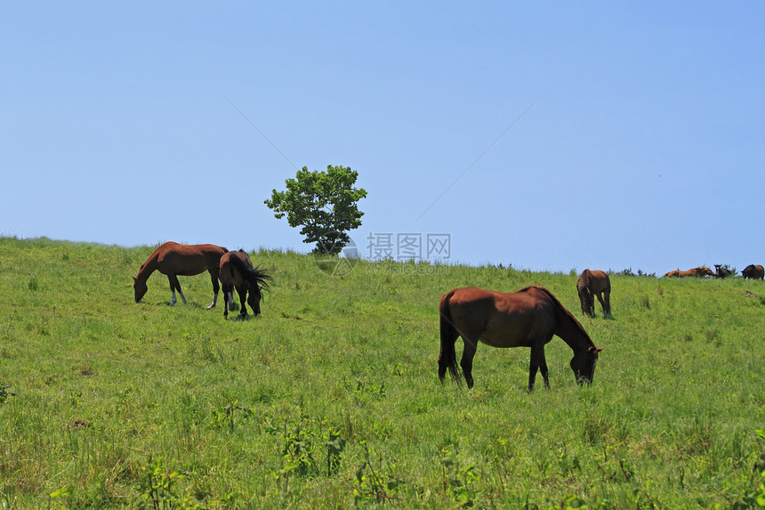 马和马良种动物群赛马哺乳动物野生动物天空蓝色绿色植物植物群场地图片