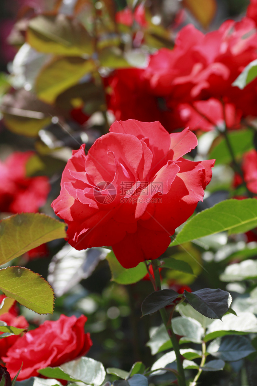 在花园中美丽的玫瑰红色园艺花粉植物绿色树叶图片