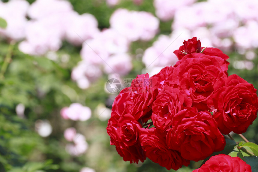 在花园中美丽的玫瑰红色绿色树叶花粉植物园艺图片