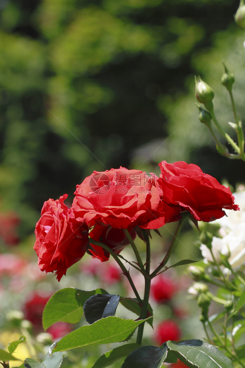 在花园中美丽的玫瑰花粉红色绿色植物园艺树叶图片