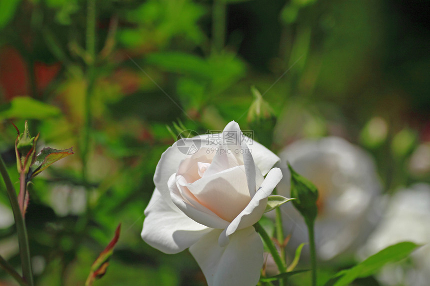 在花园中美丽的玫瑰树叶白色园艺红色绿色花粉植物图片