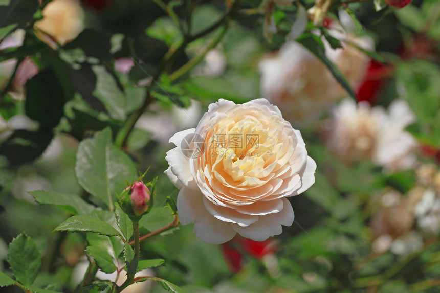 在花园中美丽的玫瑰植物红色白色花粉园艺树叶绿色图片