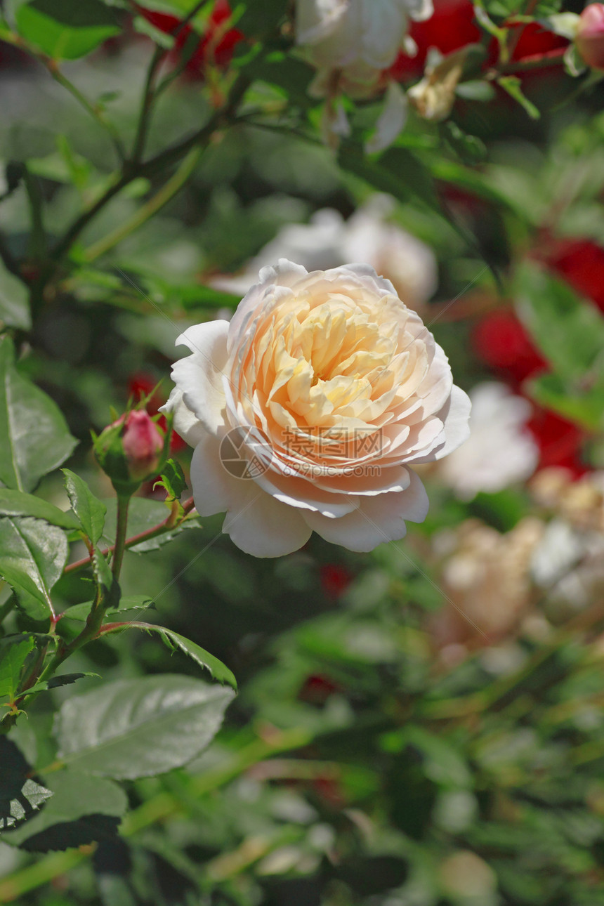 在花园中美丽的玫瑰白色树叶植物红色绿色花粉园艺图片