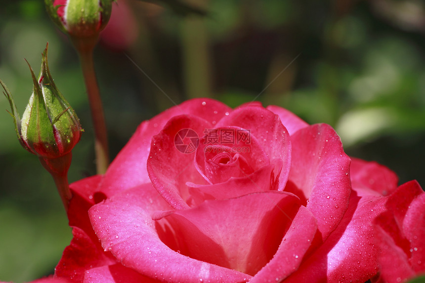 在花园中美丽的玫瑰花粉植物树叶绿色园艺红色图片