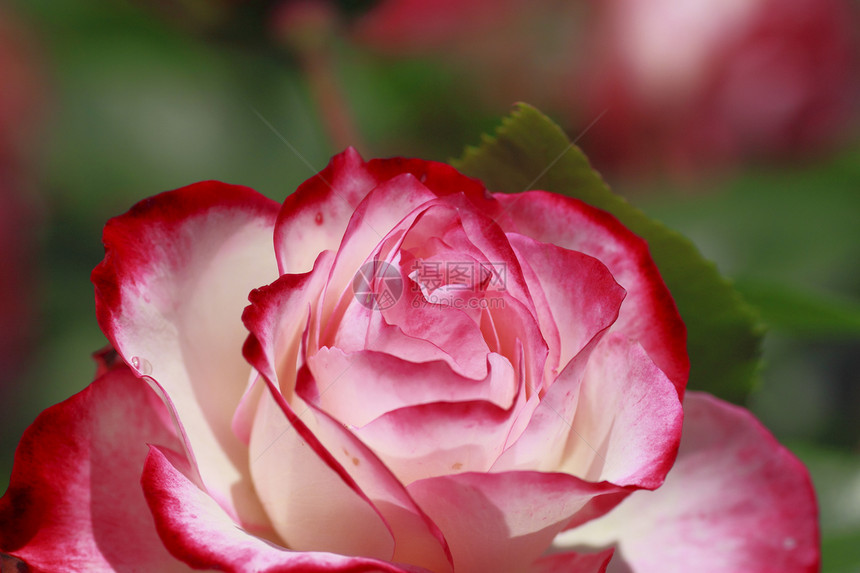 在花园中美丽的玫瑰红色亲王园艺绿色植物树叶花粉图片