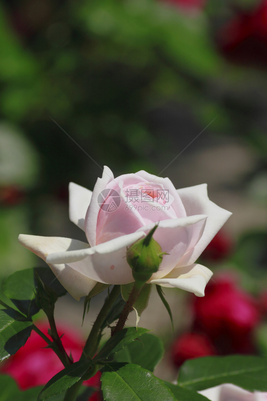 在花园中美丽的玫瑰花粉植物园艺绿色树叶粉色图片