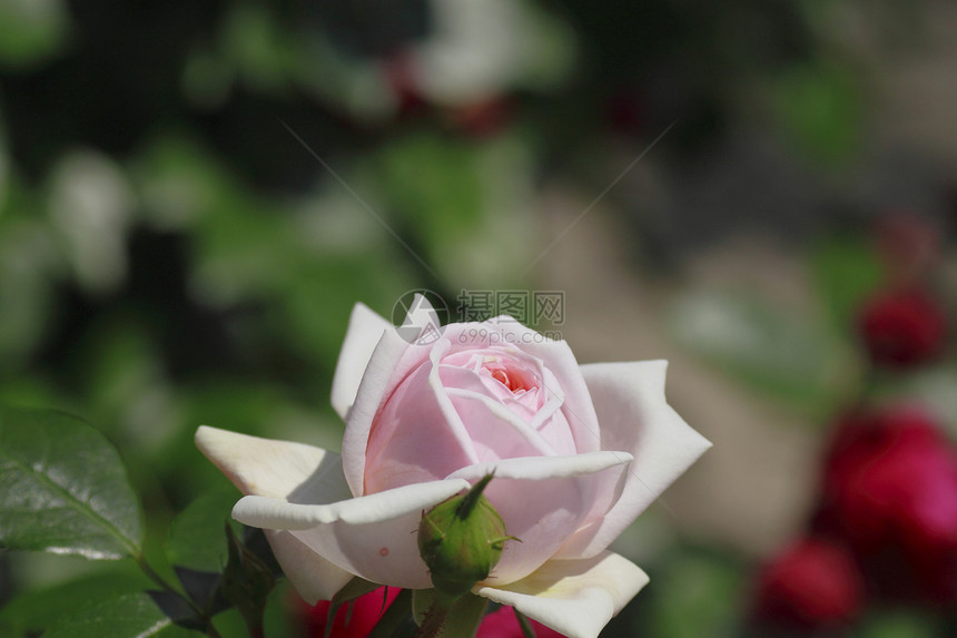 在花园中美丽的玫瑰绿色花粉树叶植物园艺粉色图片