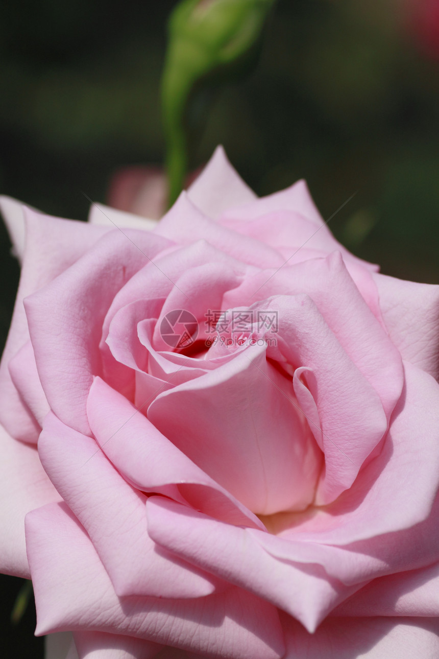 在花园中美丽的玫瑰绿色园艺花粉植物树叶粉色图片