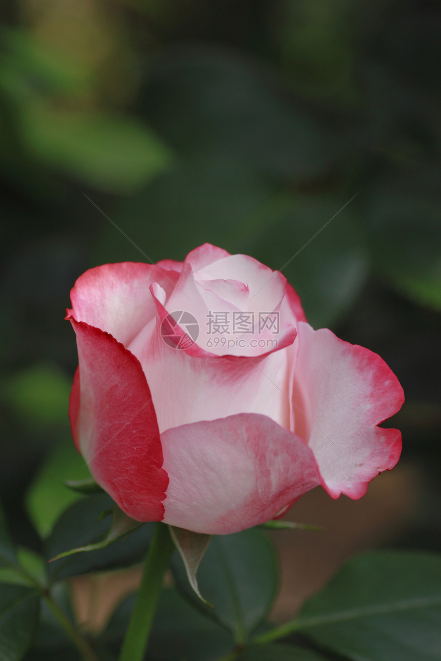 在花园中美丽的玫瑰园艺树叶红色绿色花粉植物图片
