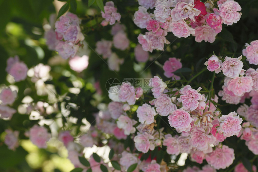 在花园中美丽的玫瑰树叶园艺红色绿色植物花粉图片