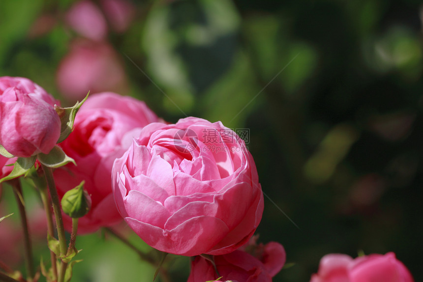 在花园中美丽的玫瑰红色粉色花粉园艺植物绿色树叶图片