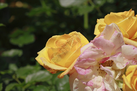在花园中美丽的玫瑰绿色植物花粉黄色园艺树叶背景图片