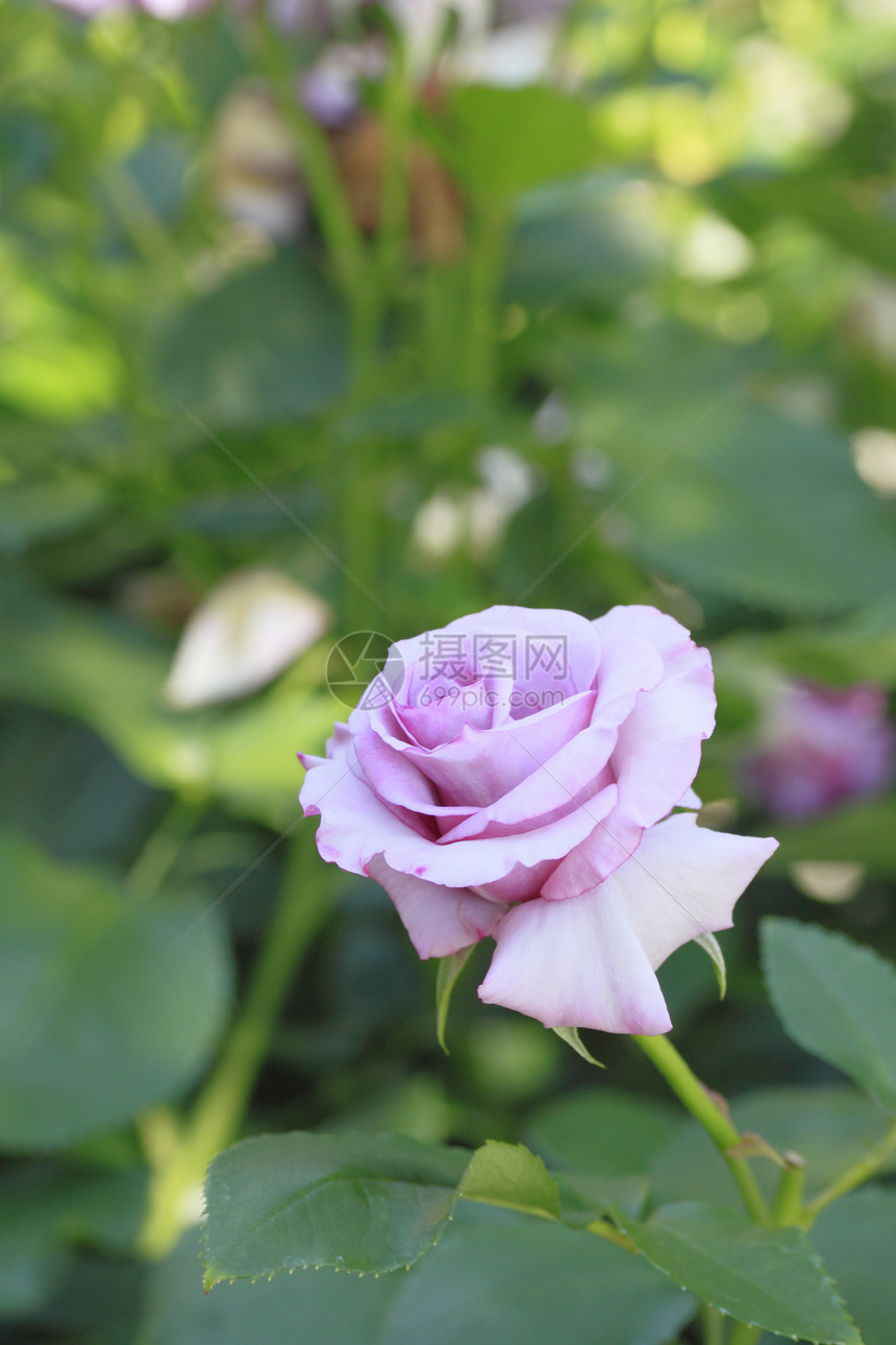 在花园中美丽的玫瑰绿色植物园艺树叶花粉紫色图片