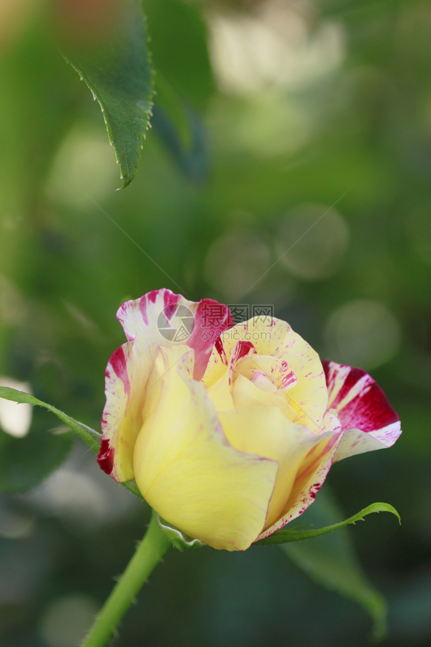 在花园中美丽的玫瑰花粉植物园艺树叶绿色红色图片