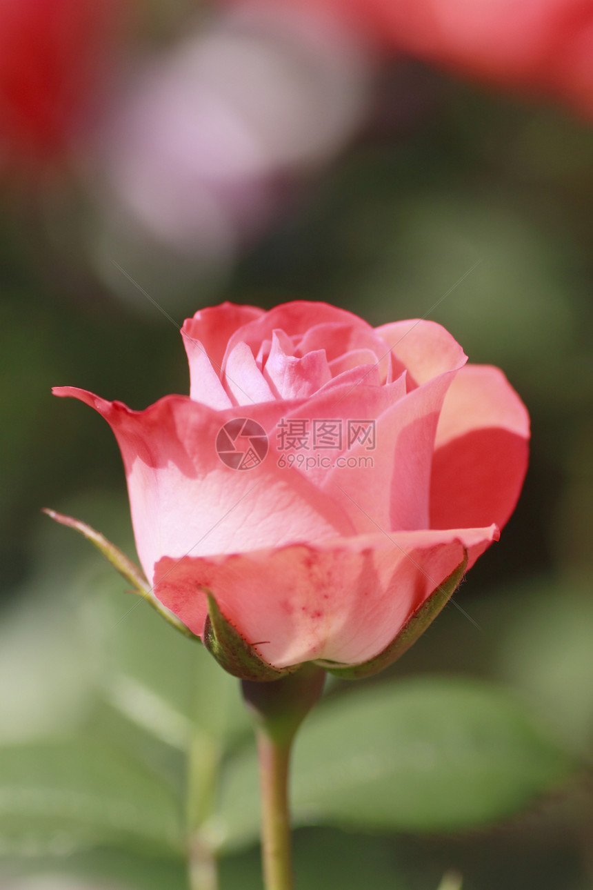 在花园中美丽的玫瑰绿色植物花粉红色园艺树叶图片
