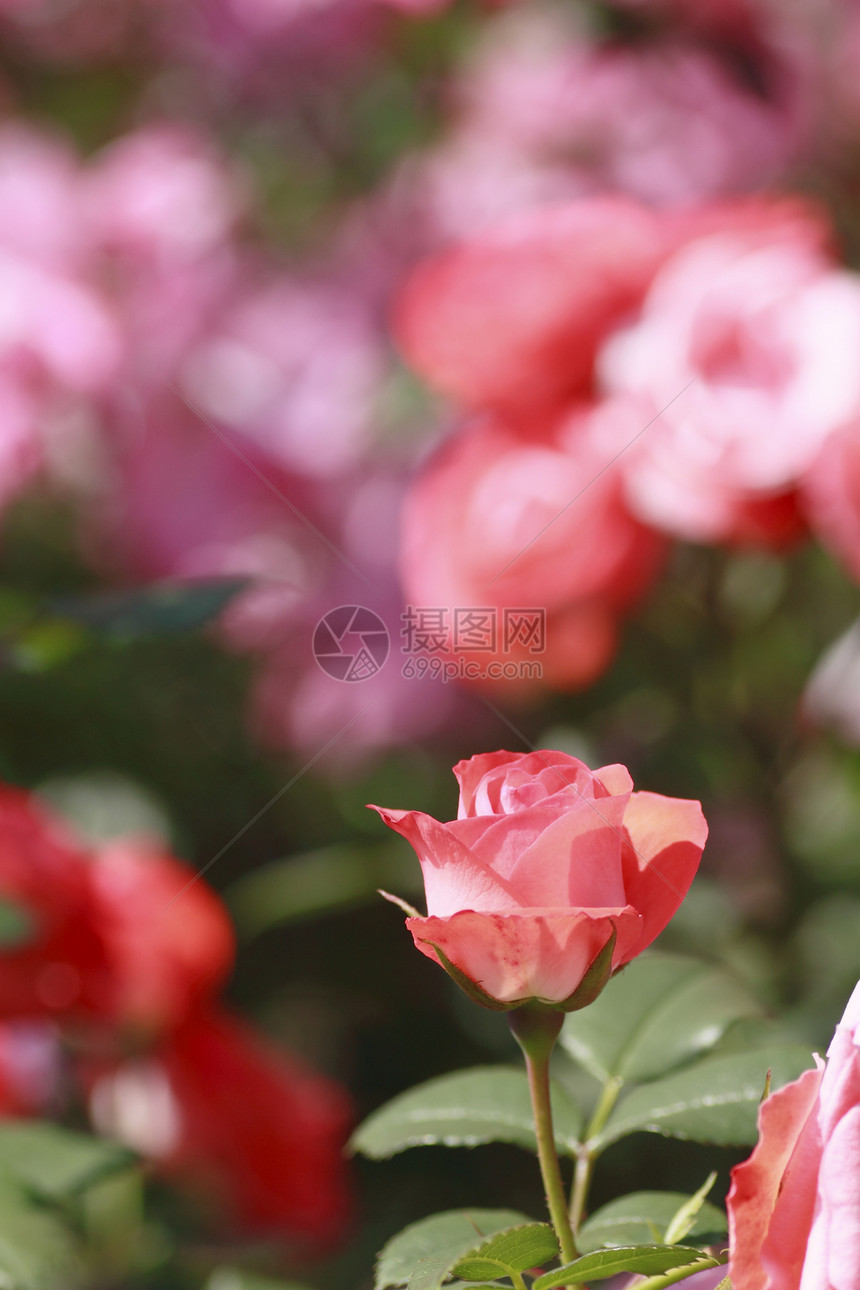 在花园中美丽的玫瑰树叶园艺绿色植物红色花粉图片