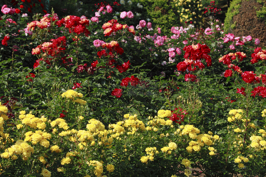 在花园中美丽的玫瑰树叶红色植物绿色花粉园艺图片