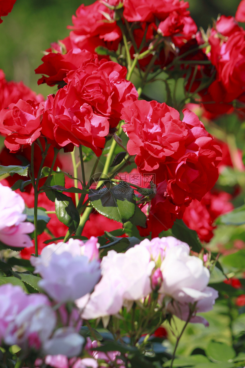 在花园中美丽的玫瑰树叶绿色园艺红色植物花粉图片