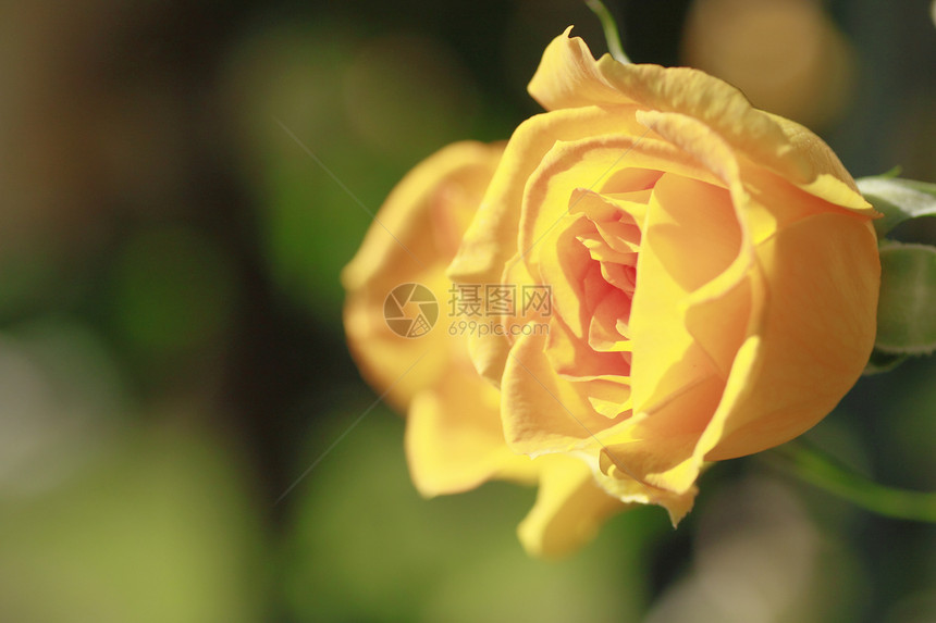 在花园中美丽的玫瑰植物黄色园艺树叶绿色花粉图片