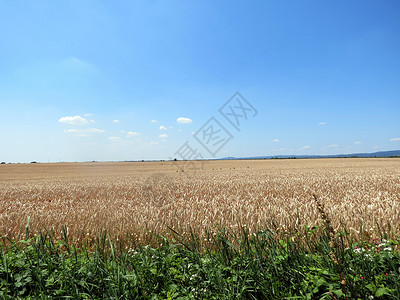 田野上麦子的耳朵很熟小麦场地背景图片