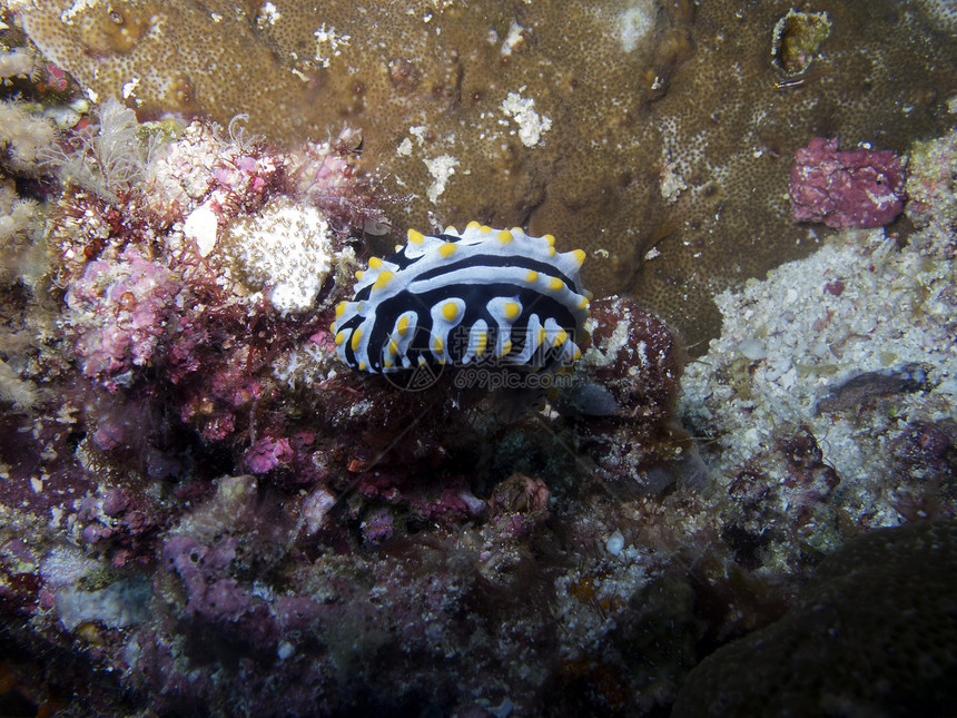 Nudibranch (花生植物)图片