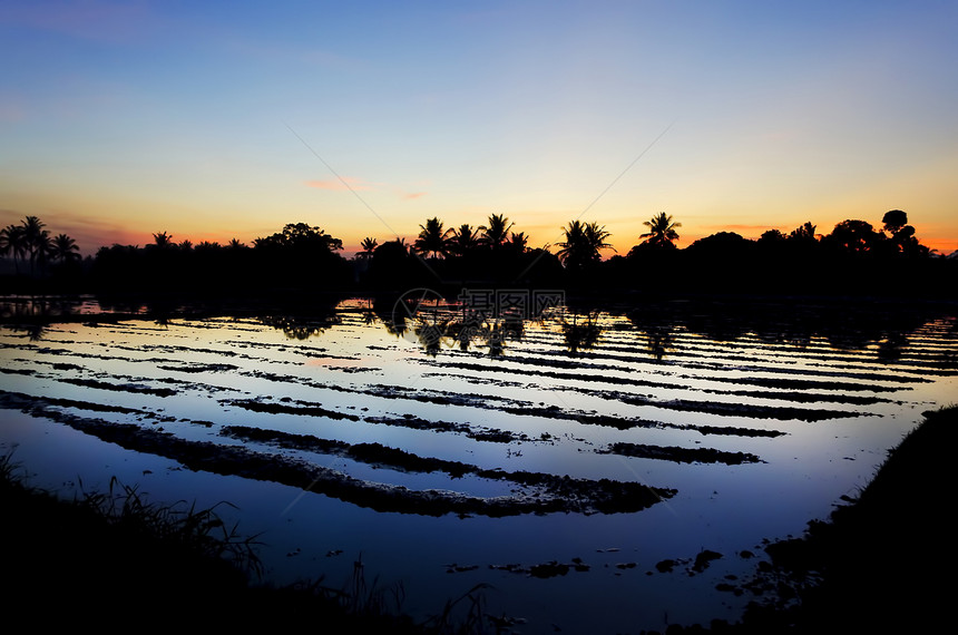 稻田摄影植物反射橙子蓝色食物日落植物群图片