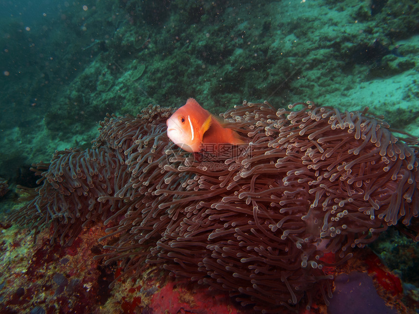 马尔代夫海葵鱼海洋动物潜水橙子条纹海葵黑猩猩岛屿热带图片