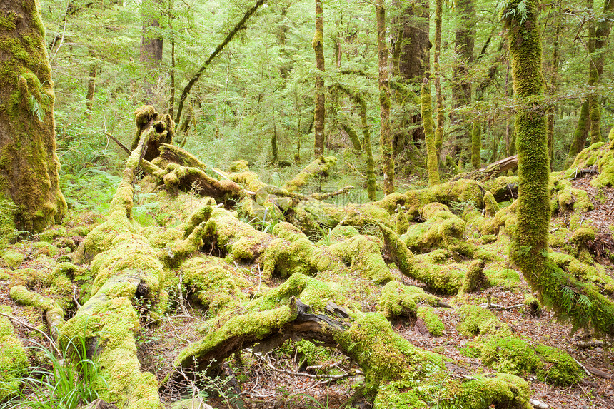 菲奥德兰NP NZ的处女雨林荒野植被地衣山林生长叶子苔藓植物蕨树原始森林丛林图片